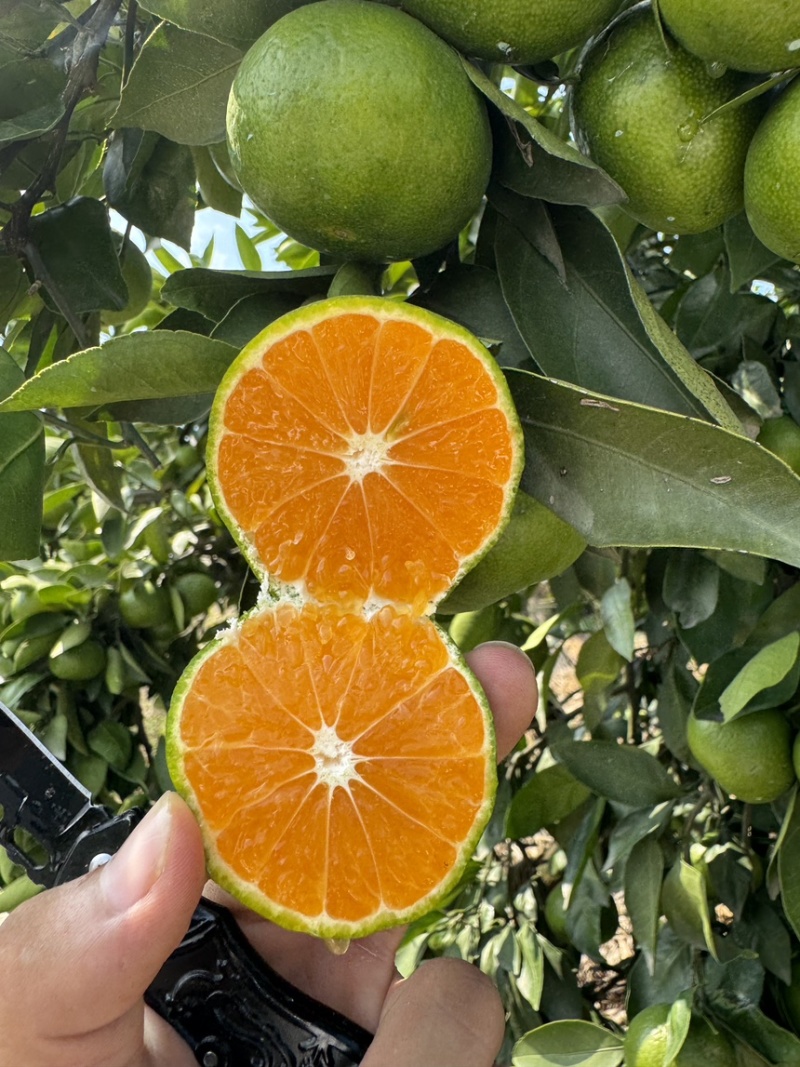 蜜桔湖北蜜桔个大皮薄无核无渣汁水多口感好规格齐全