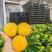 蜜桔湖北蜜桔个大皮薄无核无渣汁水多口感好规格齐全