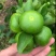 蜜桔湖北蜜桔个大皮薄无核无渣汁水多口感好规格齐全