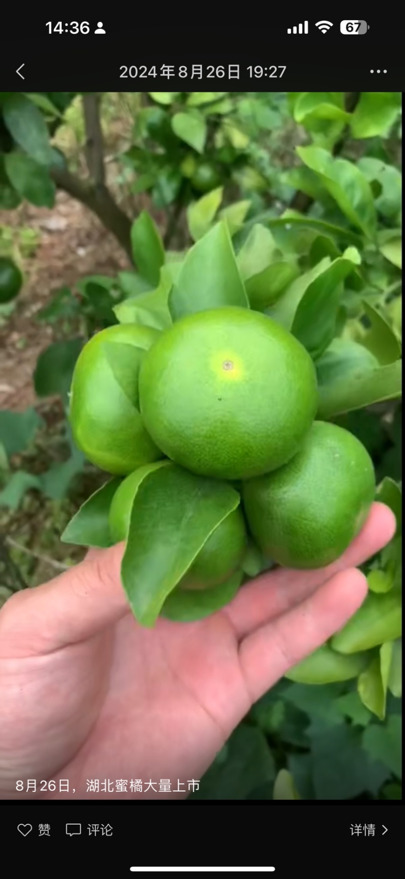 蜜桔湖北蜜桔个大皮薄无核无渣汁水多口感好规格齐全