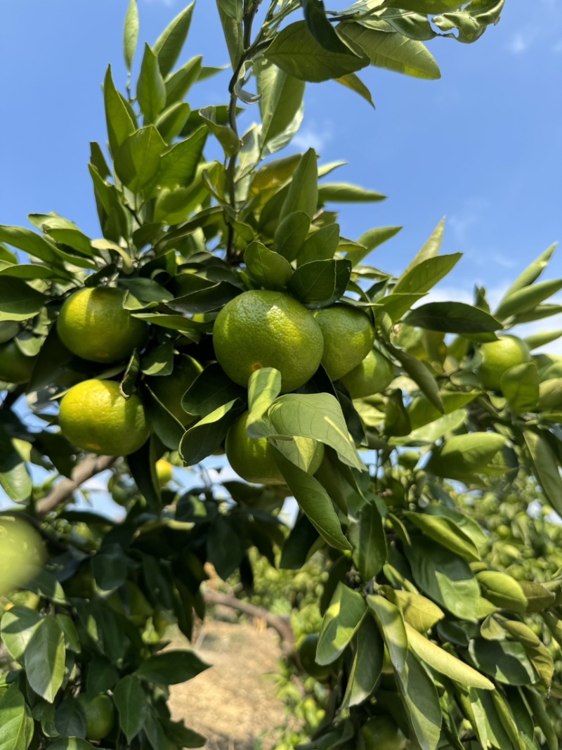 蜜桔湖北蜜桔个大皮薄无核无渣汁水多口感好规格齐全