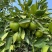 蜜桔湖北蜜桔个大皮薄无核无渣汁水多口感好规格齐全