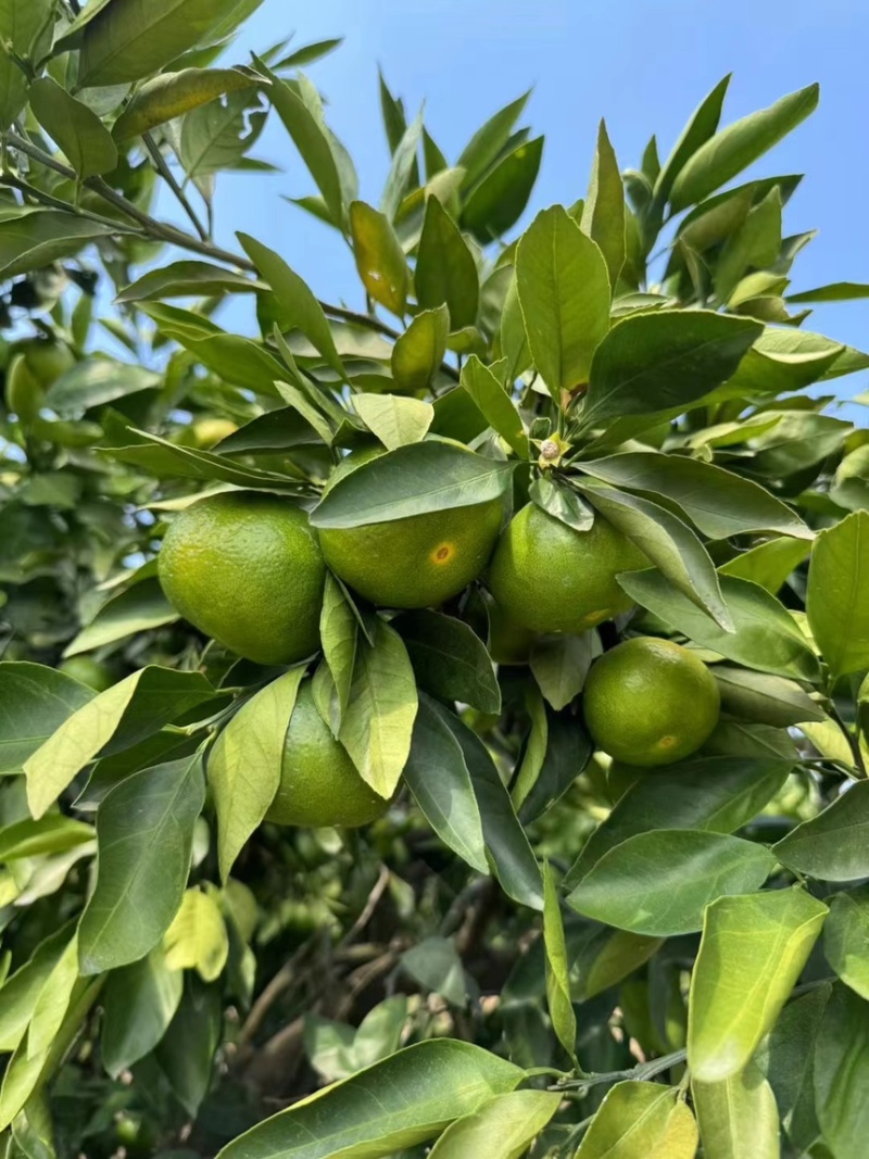蜜桔湖北蜜桔个大皮薄无核无渣汁水多口感好规格齐全
