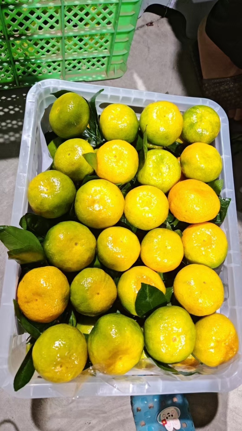 蜜桔湖北蜜桔个大皮薄无核无渣汁水多口感好规格齐全