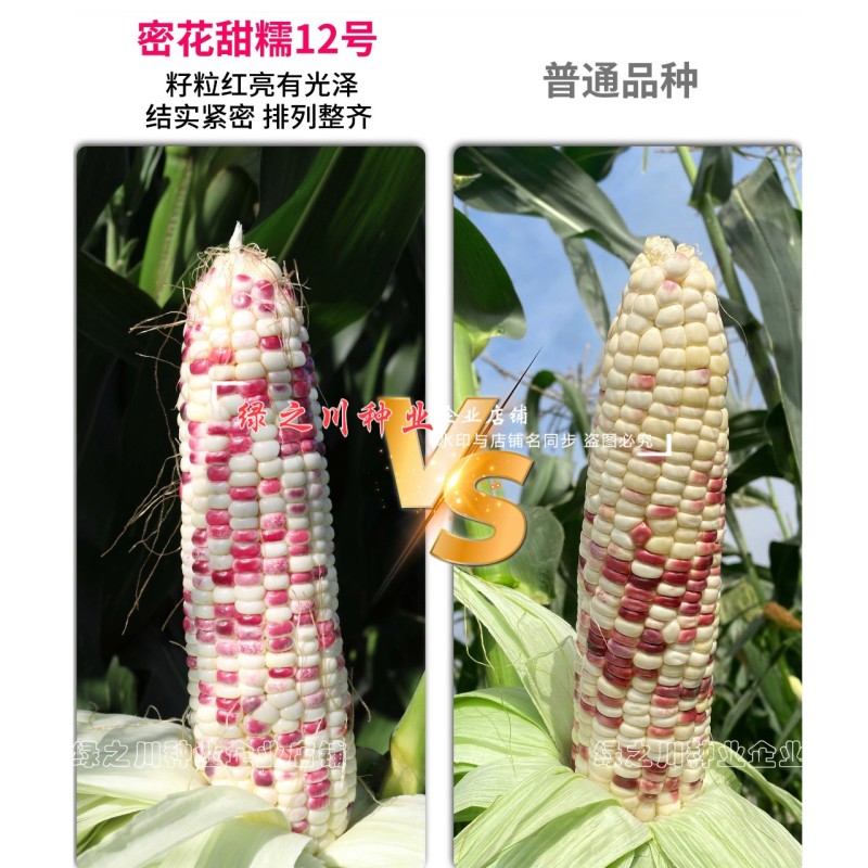 密花甜糯12号玉米种子彩甜糯玉米种子绿皮大棒产量高好吃
