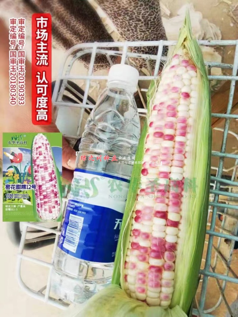 密花甜糯12号玉米种子彩甜糯玉米种子绿皮大棒产量高好吃
