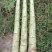 本地光杆，量大从优
