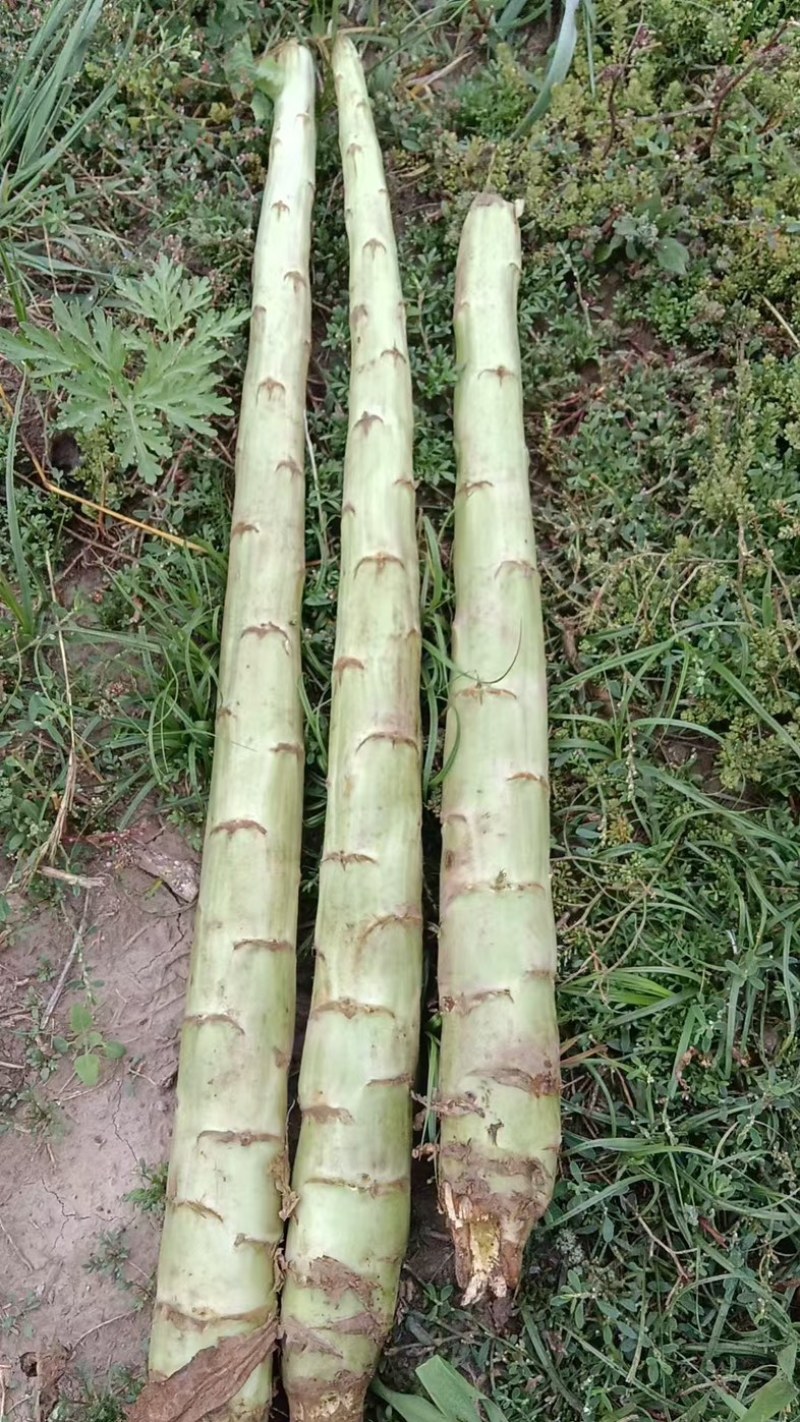 本地光杆，量大从优