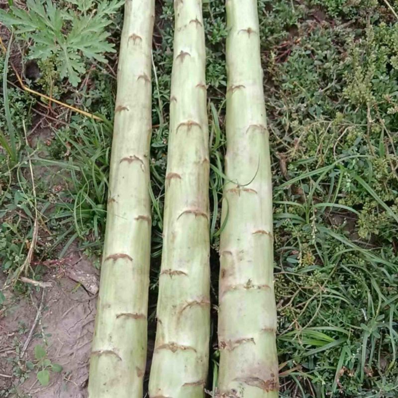 本地光杆，量大从优
