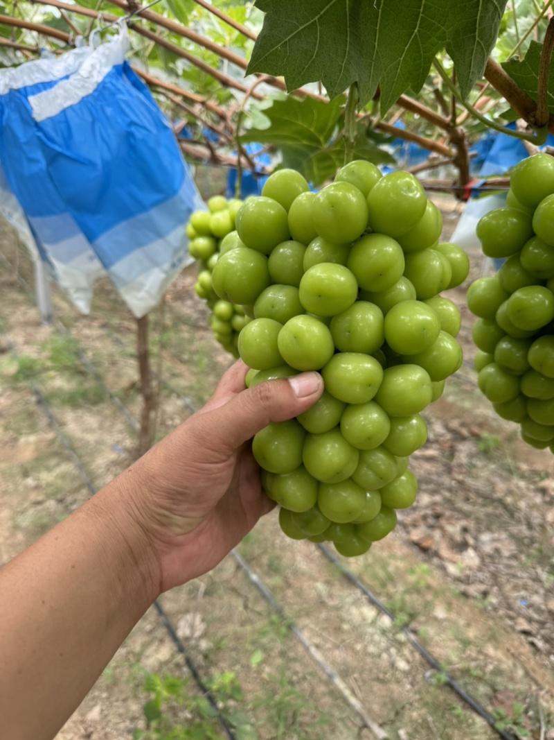 大量供应阳光玫瑰葡萄欢迎各大商超供应链市场库存前来采购