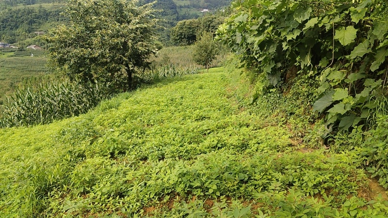 厚皮大叶川黄柏苗，根系发达，长势快，冬春可栽，
