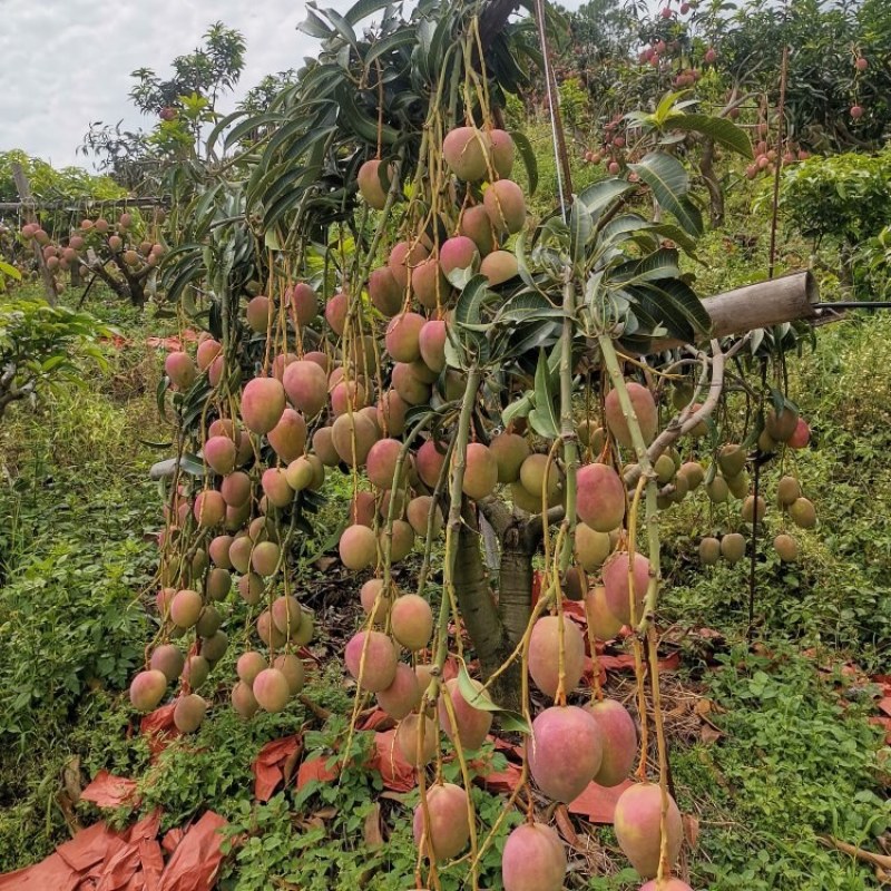 水果