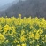 家蜂蜜加微***********