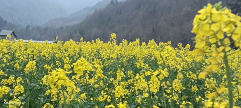 家蜂蜜加微***********