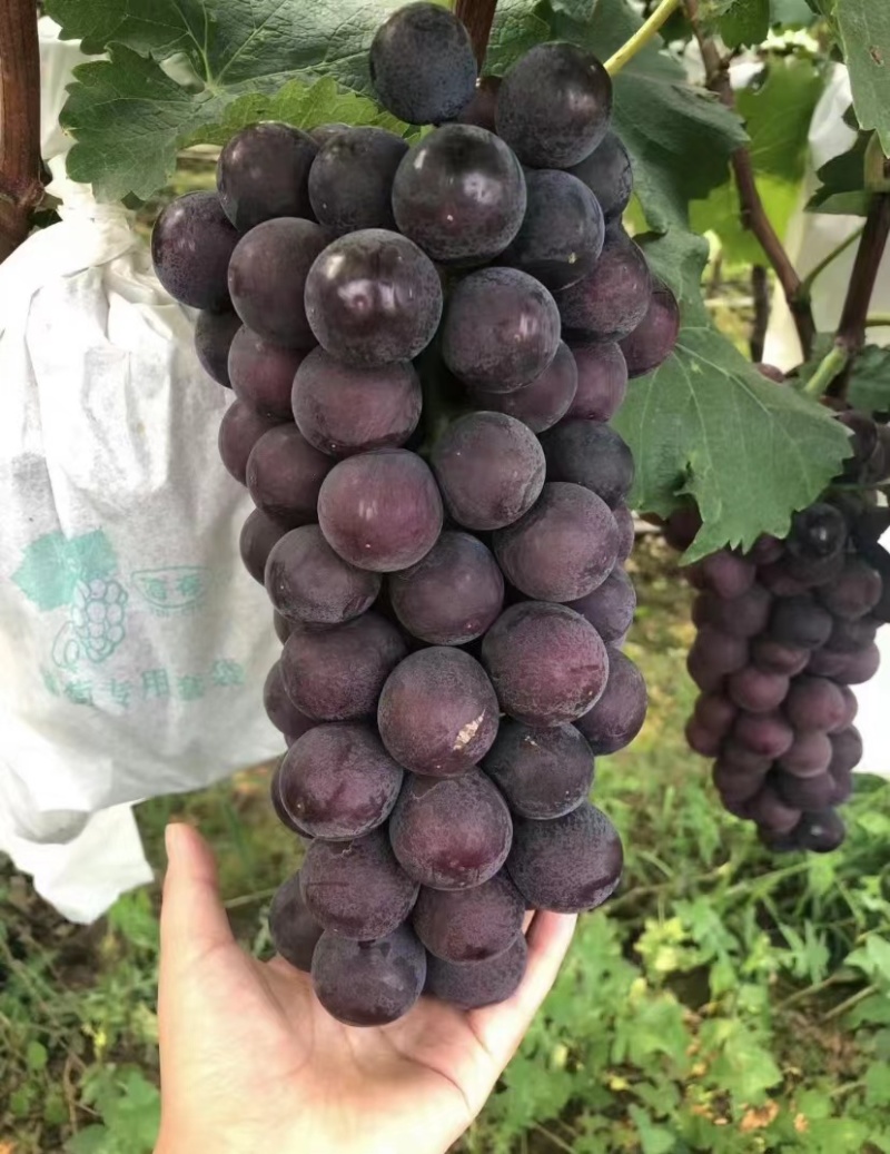户太八号葡萄，色度好颗粒大欢迎大家前来采购