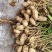 鲜花生