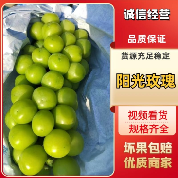 陕西渭南阳光玫瑰葡萄个大宝满大量出货保质保量