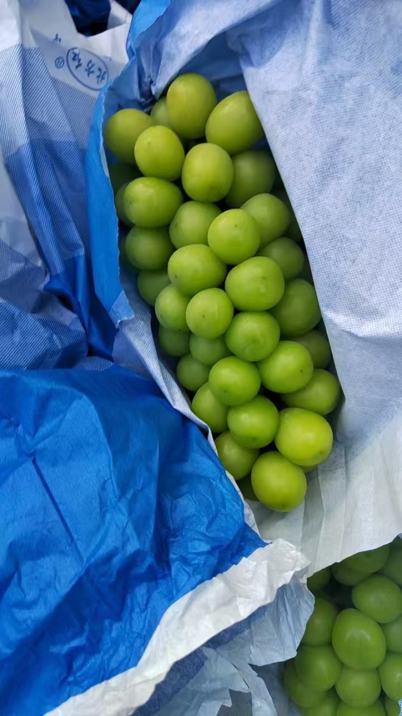 陕西渭南阳光玫瑰葡萄个大宝满大量出货保质保量
