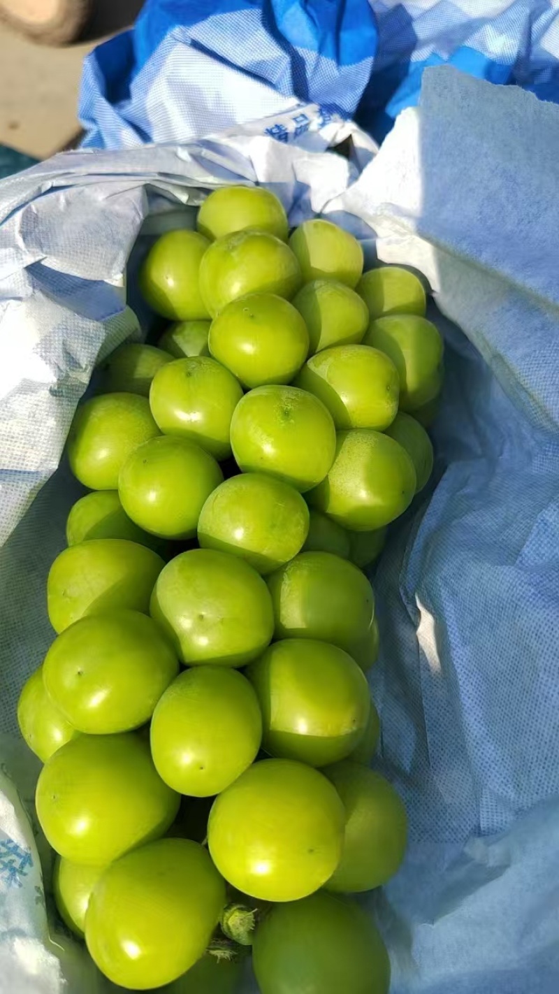 陕西渭南阳光玫瑰葡萄个大宝满大量出货保质保量