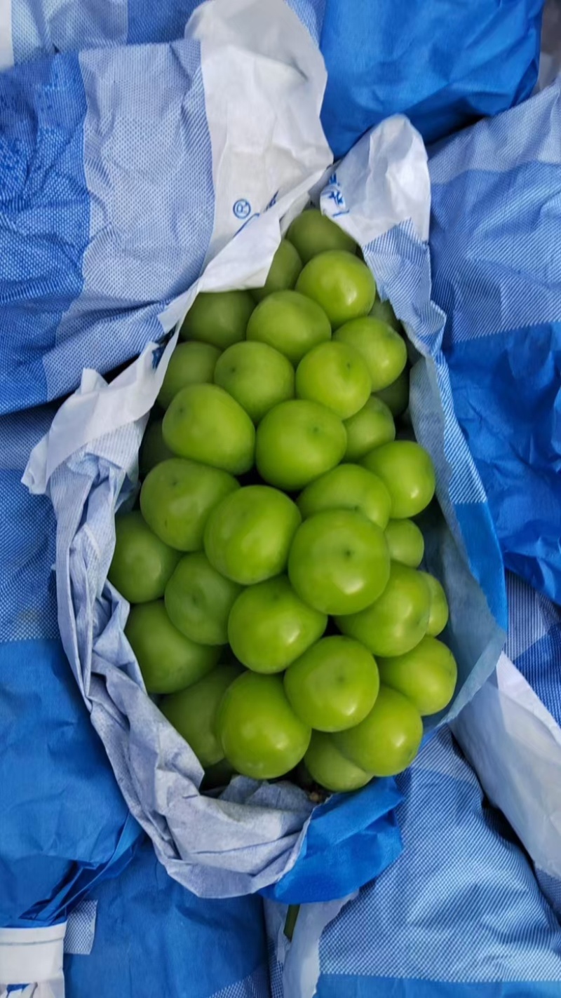 陕西渭南阳光玫瑰葡萄个大宝满大量出货保质保量
