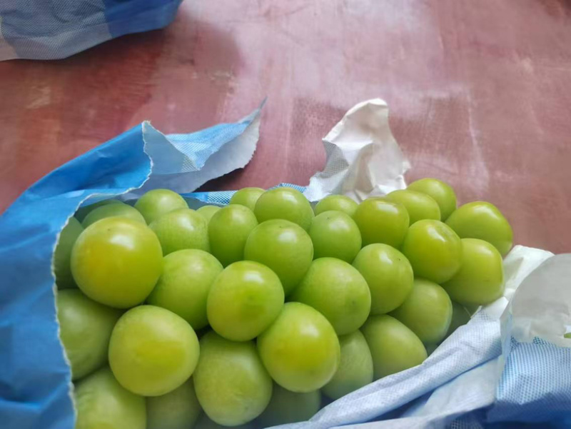 陕西渭南阳光玫瑰葡萄个大宝满大量出货保质保量