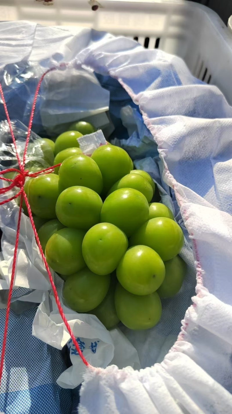 陕西渭南阳光玫瑰葡萄个大宝满大量出货保质保量