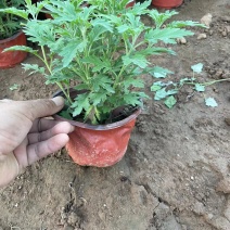 国庆菊，