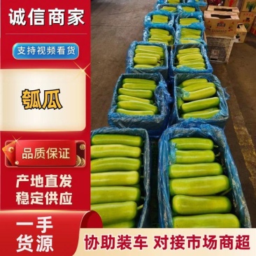 推荐瓠子瓠瓜精品，一手货源现货量大可供海底捞大型餐饮商超