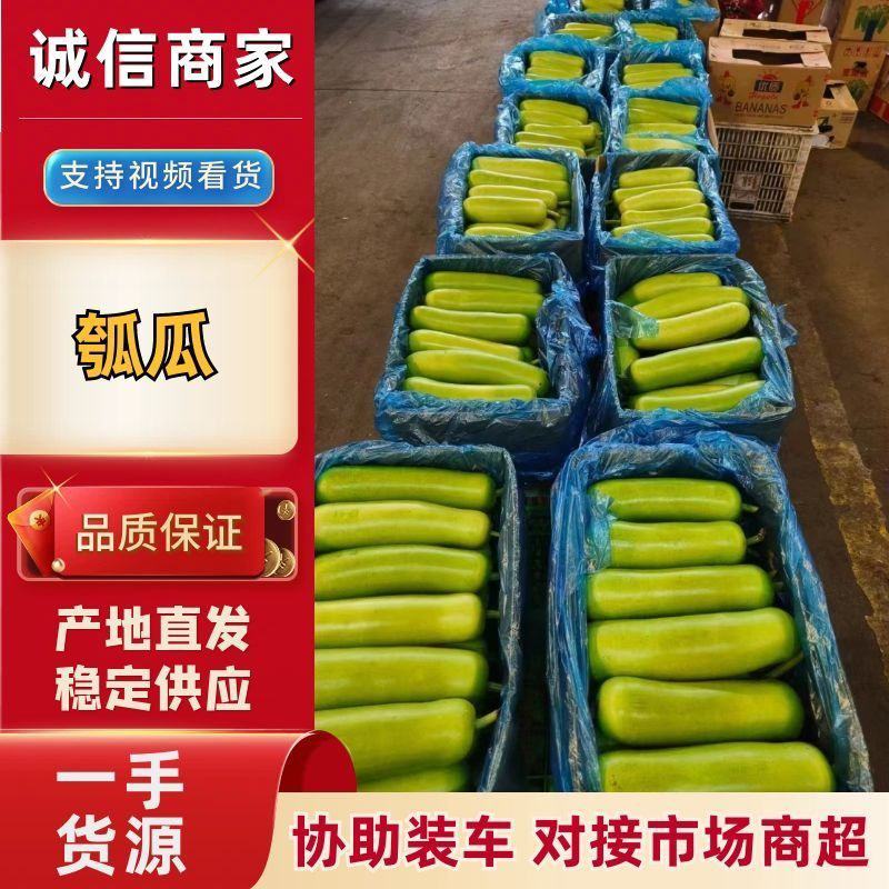 推荐瓠子瓠瓜精品，一手货源现货量大可供海底捞大型餐饮商超