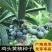 黄精种子高产鸡头黄精带青皮种子中药材黄金苗种苗
