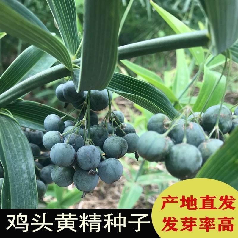 黄精种子高产鸡头黄精带青皮种子中药材黄金苗种苗