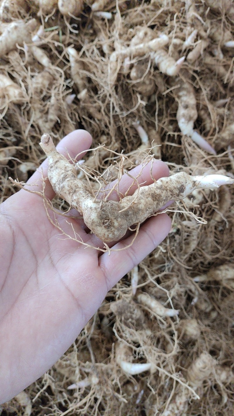 黄精种子高产鸡头黄精带青皮种子中药材黄金苗种苗