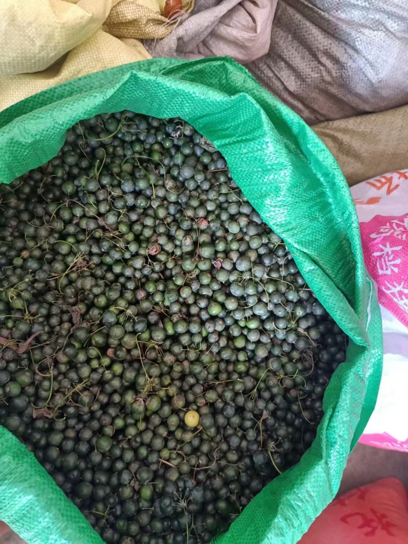 黄精种子高产鸡头黄精带青皮种子中药材黄金苗种苗