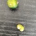 黄精种子高产鸡头黄精带青皮种子中药材黄金苗种苗