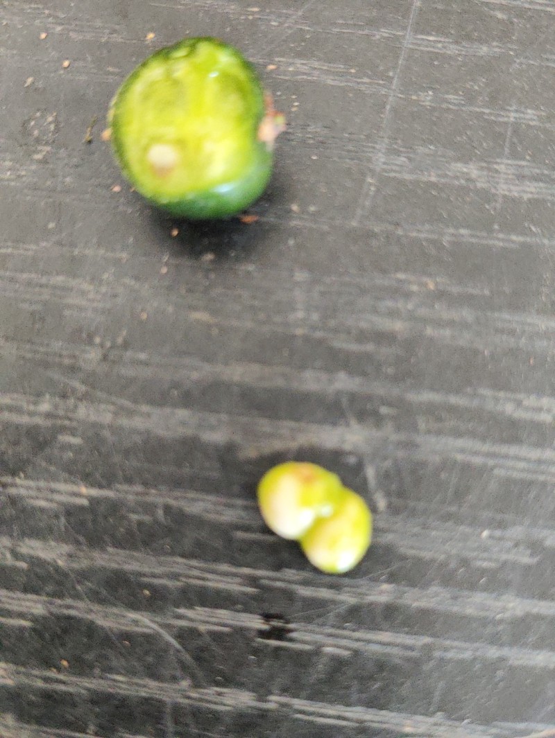 黄精种子高产鸡头黄精带青皮种子中药材黄金苗种苗