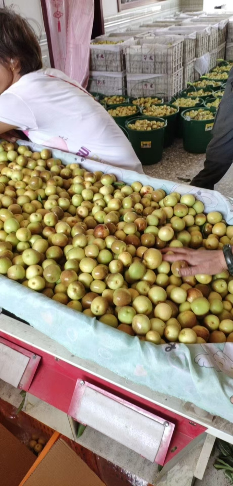 陕西渭南冬枣个大味甜大量出货保质保量