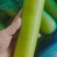 推荐瓠子瓠瓜精品，一手货源现货量大可供海底捞大型餐饮商超