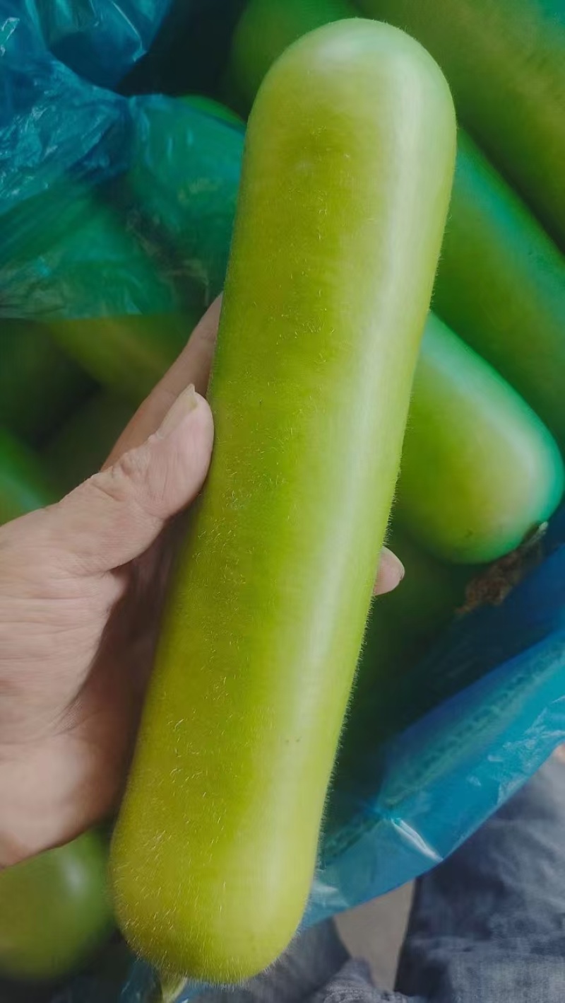 推荐瓠子瓠瓜精品，一手货源现货量大可供海底捞大型餐饮商超