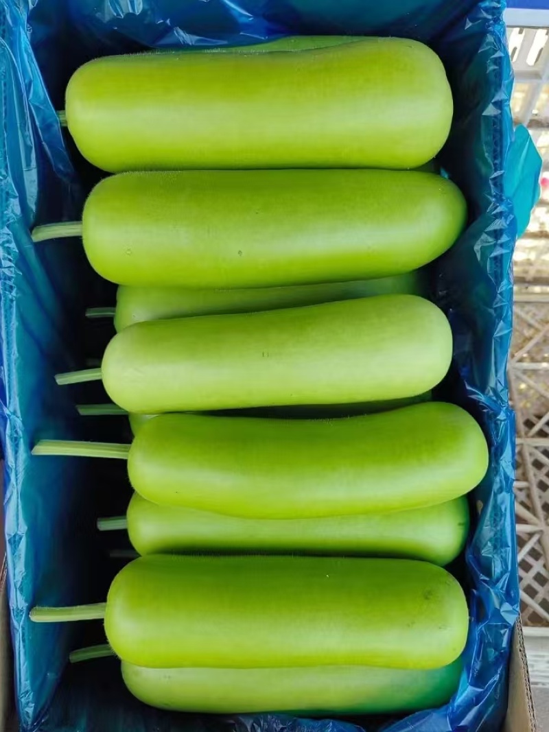 推荐瓠子瓠瓜精品，一手货源现货量大可供海底捞大型餐饮商超