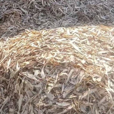 独活头片、独活节子片规格齐全货源充足量大从优