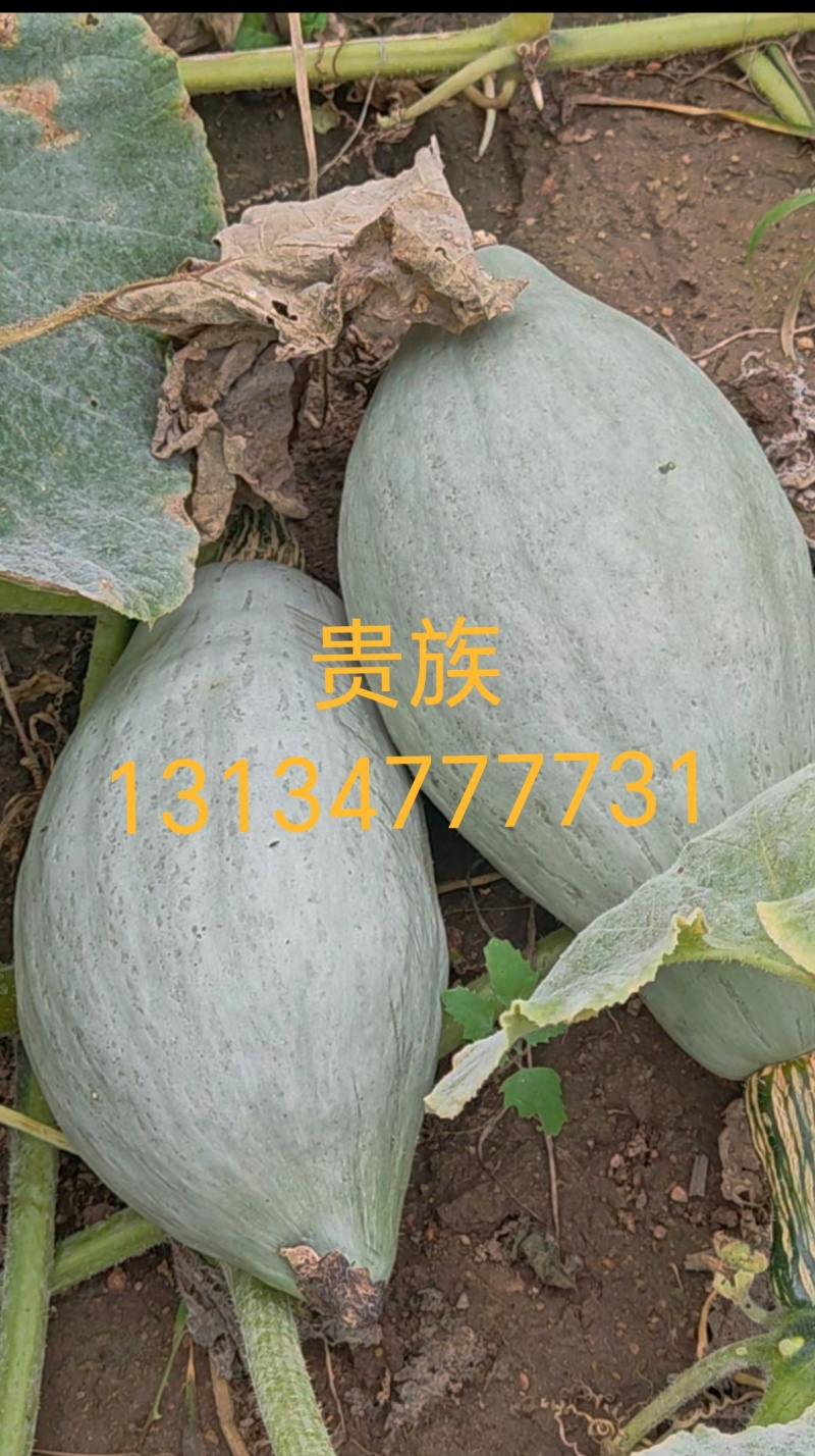 贵族南瓜100亩