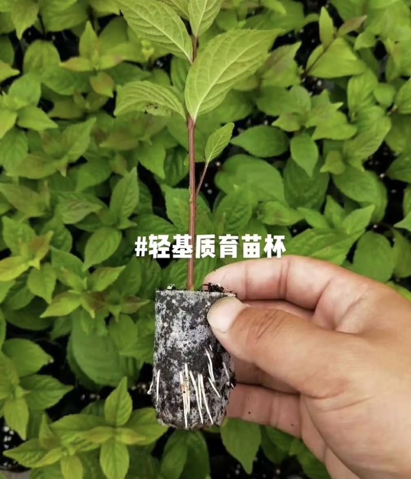 育苗基质杯