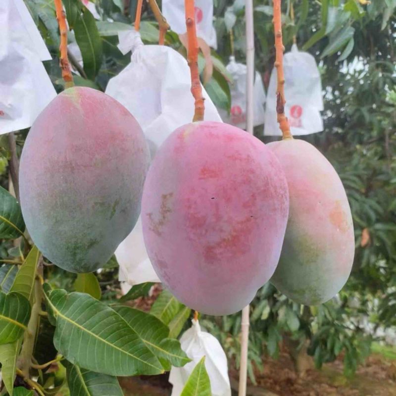 攀枝花凯特芒果口感香甜昼夜温差极大阳光照长