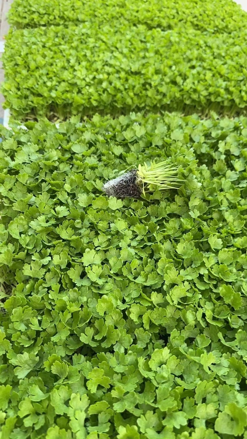 芹菜苗，香芹，西芹，汉芹