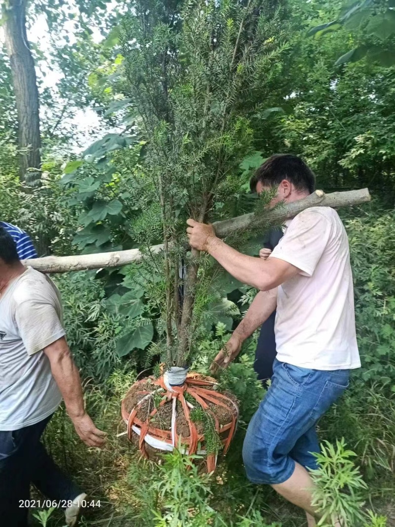 曼地亚红豆杉【红豆杉】包成活技术扶持支持视频看货