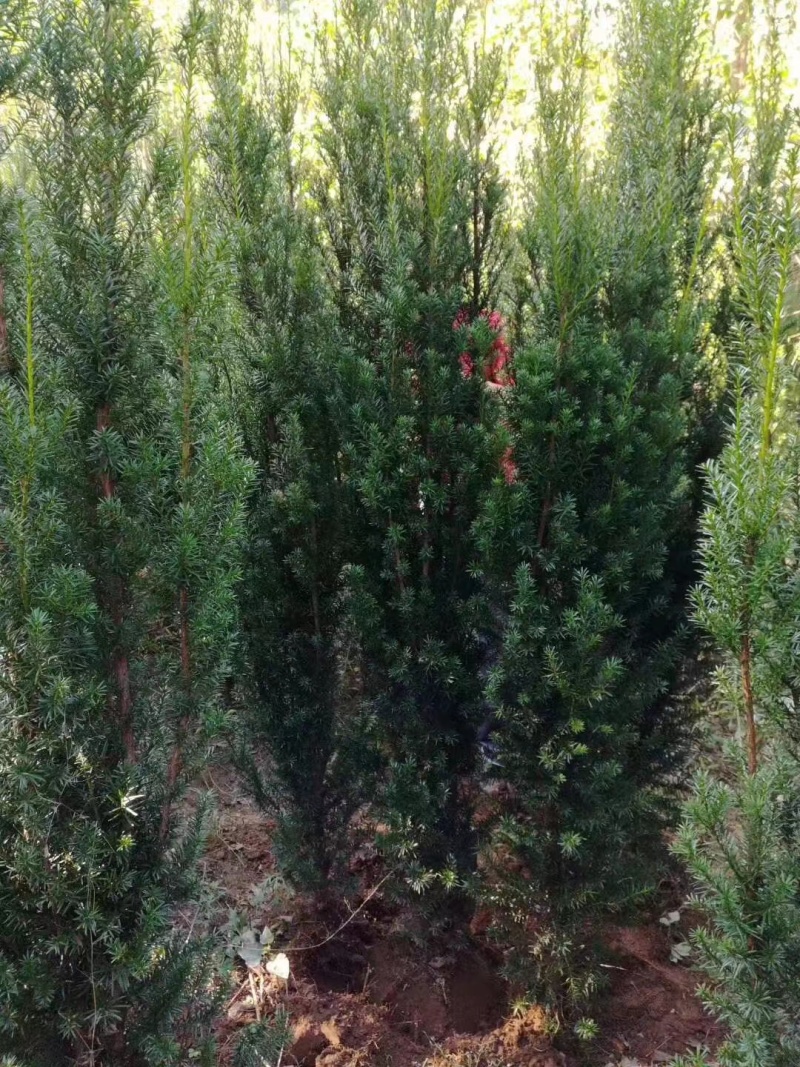 曼地亚红豆杉【红豆杉】包成活技术扶持支持视频看货