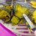 【精品推荐】贝贝南瓜大量有货一手货源欢迎新老客户