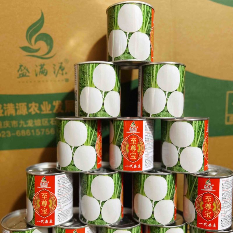 公司直发早熟杂交圆白萝卜种子至尊宝