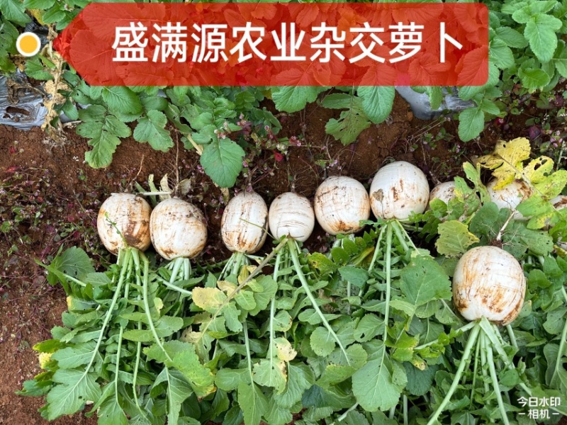 公司直发早熟杂交圆白萝卜种子至尊宝