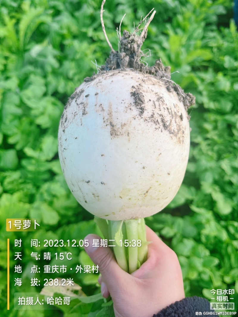公司直发早熟杂交圆白萝卜种子至尊宝